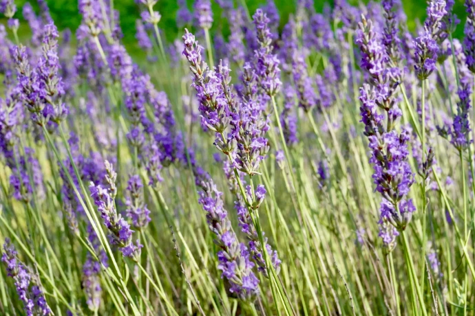 photographie lavande dans un jardin