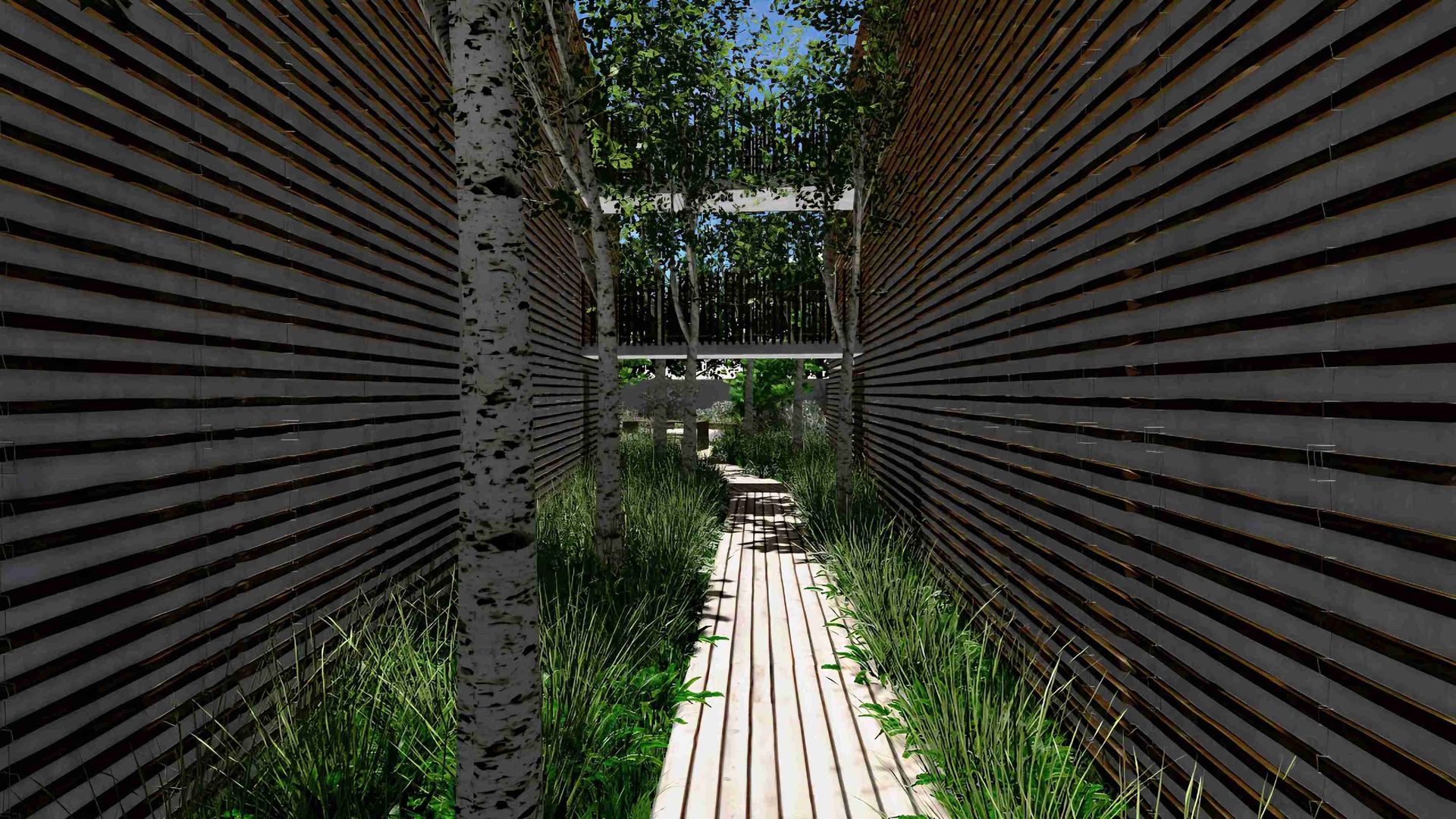 alignements bouleaux- MT concepteur paysagiste