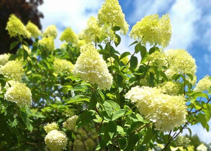 photographie hortensia en fleurs 