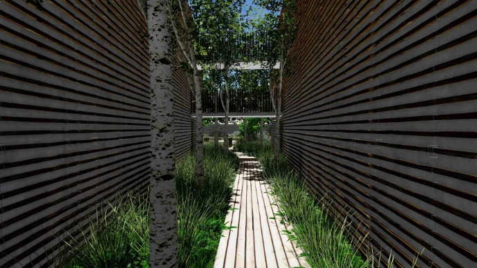 alignements bouleaux- MT concepteur paysagiste