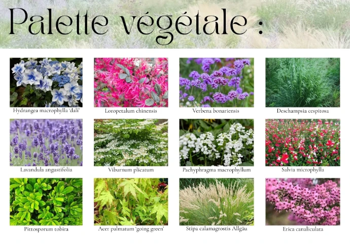 illustration palette végétale - MT concepteur paysagiste